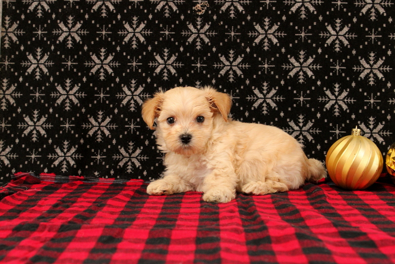 puppy, for, sale, Maltipoo, Matthew B. Stoltzfus, dog, breeder, Gap, PA, dog-breeder, puppy-for-sale, forsale, nearby, find, puppyfind, locator, puppylocator, aca